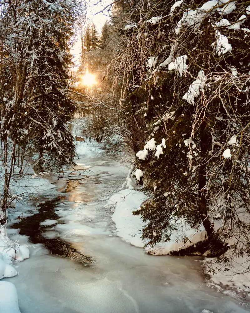 Verschneiter Winterwald mit Bach im Gegenlicht